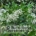 LIGUSTRUM lucidum  