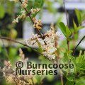 Small image of waxleaf privet