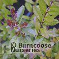 LIGUSTRUM quihoui  