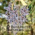 LIGUSTRUM quihoui  