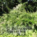 LIGUSTRUM quihoui  