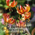 LILIUM 'Arabian Knight'  