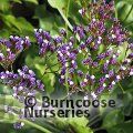 LIMONIUM perezii  
