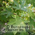 Small image of sweet gum