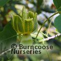 LIRIODENDRON chinense  