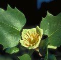 Small image of LIRIODENDRON