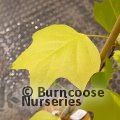 LIRIODENDRON tulipifera 'Glen Gold' 