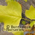 LIRIODENDRON tulipifera 'Glen Gold' 