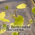 LIRIODENDRON tulipifera 'Glen Gold' 