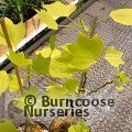 LIRIODENDRON tulipifera 'Glen Gold' 