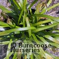 LIRIOPE muscari 'Monroe White' 