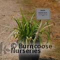 LIRIOPE muscari 'Monroe White' 