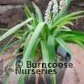 LIRIOPE muscari 'Monroe White' 