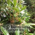 LITHOCARPUS edulis  