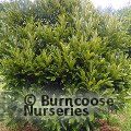 LITHOCARPUS edulis  