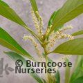 Small image of Chinese Cliff Flower