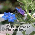 LITHODORA   