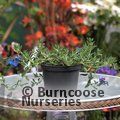 LITHODORA 'Heavenly Blue'  