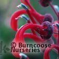 LOBELIA tupa  