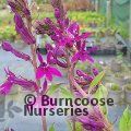 LOBELIA x speciosa 'Hadspen Purple' 