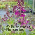LOBELIA x speciosa 'Hadspen Purple' 