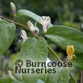 LONICERA henryi 'Copper Beauty' 