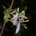 LONICERA fragrantissima  