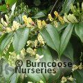 LONICERA henryi 'Copper Beauty' 