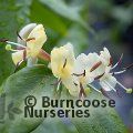 LONICERA henryi 'Copper Beauty' 