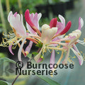 LONICERA periclymenum 'Serotina' 