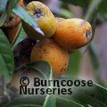 Small image of LOQUAT - see ERIOBOTRYA