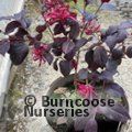 LOROPETALUM chinense var rubrum 'Pearl'