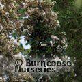 LUMA apiculata 'Glanleam Gold' 