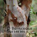 LUMA apiculata 'Glanleam Gold' 