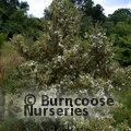 LUMA apiculata 'Glanleam Gold' 