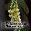 LUPINUS Herbaceous 'Chandelier' 