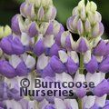 LUPINUS Herbaceous 'The Governor' 