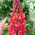 LUPINUS Herbaceous 'My Castle' 