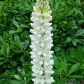 LUPINUS Herbaceous 'Noble Maiden' 