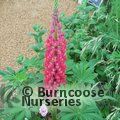 LUPINUS Herbaceous 'Red Rum' 