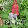LUPINUS Herbaceous 'Red Rum' 