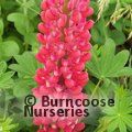 LUPINUS Herbaceous 'Red Rum' 