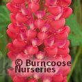 LUPINUS Herbaceous 'Red Rum' 
