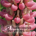 LUPINUS Herbaceous 'The Chatelaine' 