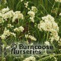 Small image of Snowy woodrush