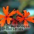 Small image of LYCHNIS