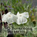 LYCHNIS coronaria 'Alba' 