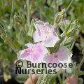 LYCHNIS coronaria 'Alba' 