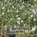 LYCHNIS coronaria 'Alba' 