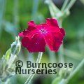 Small image of dusty miller